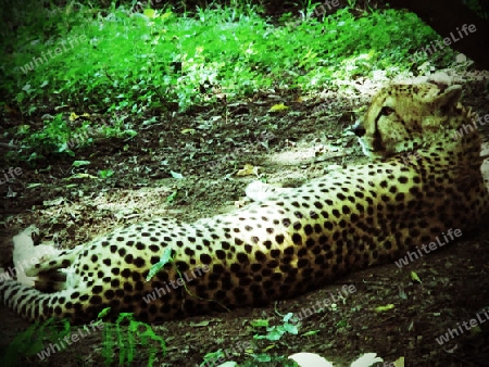 Gepard, Raubtier, Gro?katze, Katze, Afrika