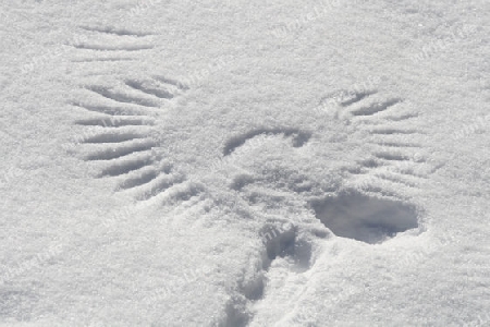 Fl?gelabdruck im Schnee