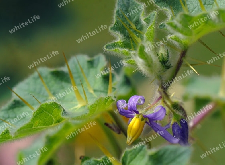 Kartoffelstrauch - Solanum wrightii