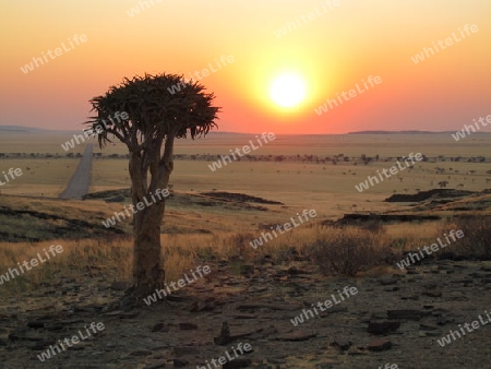 K?chbaum in Namibia