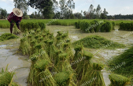 Reisfelder und Landwirtschaft in der Provinz Amnat Charoen nordwestlich von Ubon Ratchathani im nordosten von Thailand in Suedostasien.