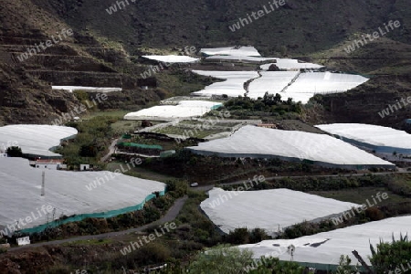 the Agraculture in the village of  San Nicolas on The Gran Canary Island on the Canary Island of Spain in the Atlantic ocean.