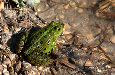 Grasfrosch