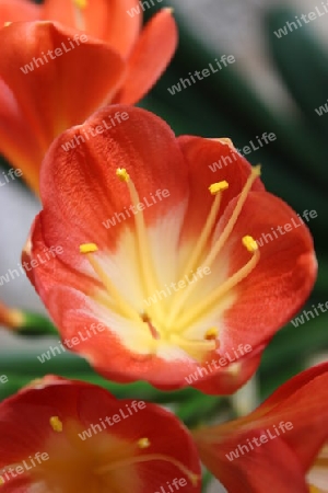 Clivia