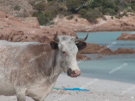 Kuh am Strand