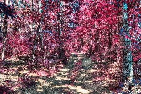 Beautiful pink and purple infrared panorama of a countryside landscape with a blue sky.