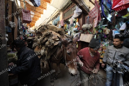 a smal Marketroad in the Medina of old City in the historical Town of Fes in Morocco in north Africa.