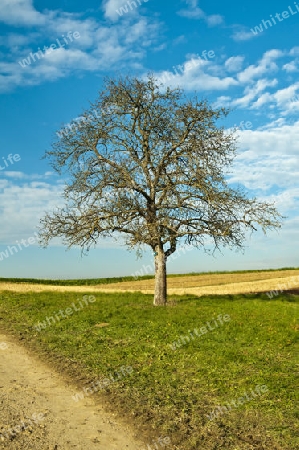 Obstbaum