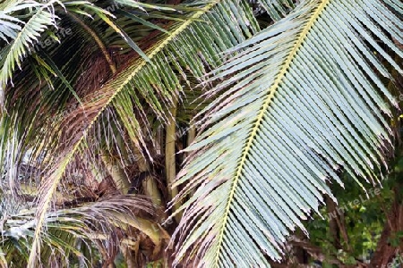 Beautiful palm trees at the beach on the tropical paradise islands Seychelles