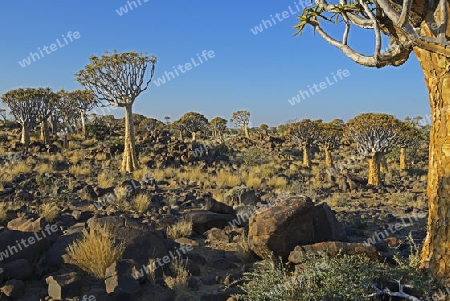 K?cherbaum oder Quivertree (Afrikaans: Kokerboom,  Aloe dichotoma) bei Sonnenaufgang , Keetmanshoop, Namibia, Afrika