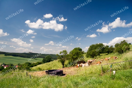 Sommerlandschaft Unterbodnitz mit der Leuchtenburg am Horizont und K?hen auf der Weide