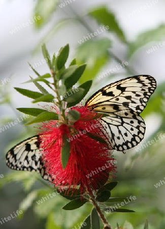 the Butterfly parc in the village of Hunawihr in the province of Alsace in France in Europe