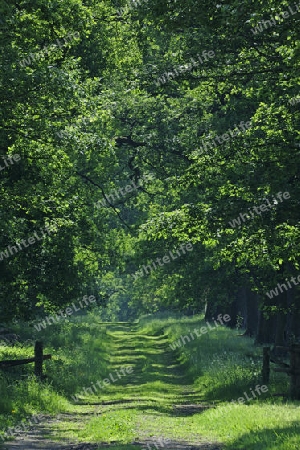 idyllische Allee mit alten Eichen (Quercus), Hessen, Deutschland