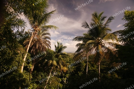Suedamerika, Karibik, Venezuela, Isla Margarita, La Asuncion, Die Landschaft im Parque Nacional Cerro El Copey bei La Asuncion auf der Isla Margarita.   