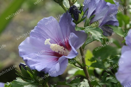 Hibiscus