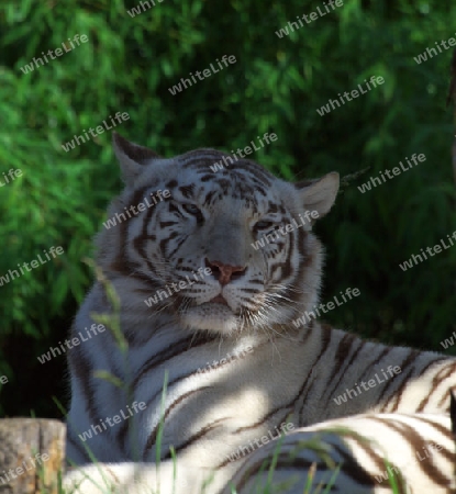 entspannter Tiger im Schatten