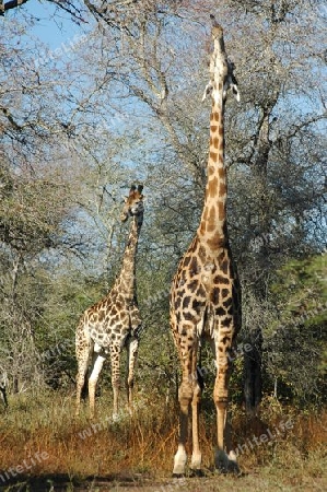 Giraffe beim Fressen