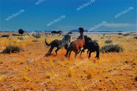 Wildpferde in der Namib