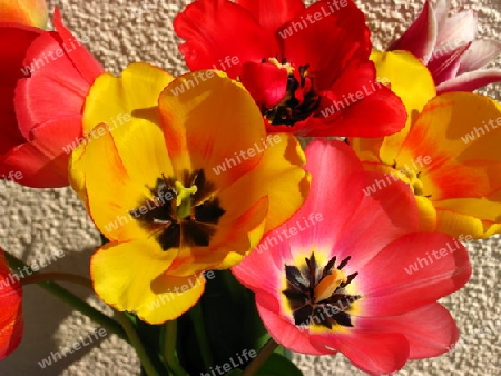 Bunte Tulpen