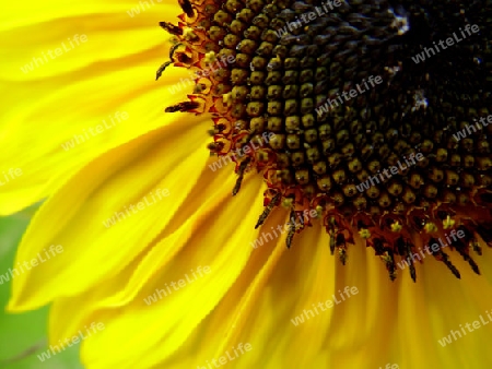 Sonnenblume