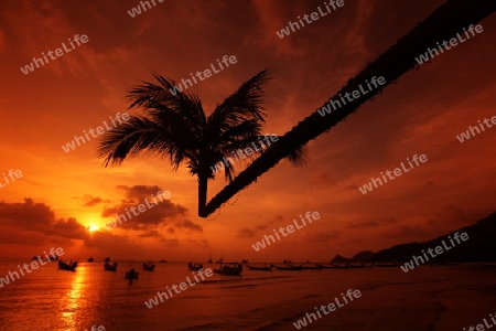 Der Strand  von Hat Sai Ri auf der Insel Ko Tao im Golf von Thailand im Suedwesten von Thailand in Suedostasien. 