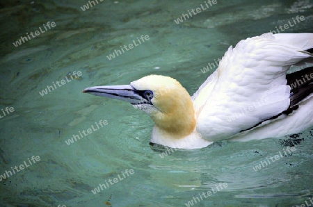 Moewenvogel im Wasser