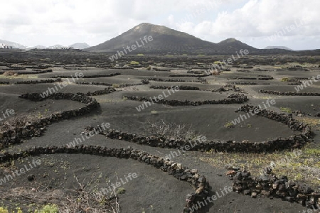 The wine agraculture in the volcanic Hills on the Island of Lanzarote on the Canary Islands of Spain in the Atlantic Ocean.
