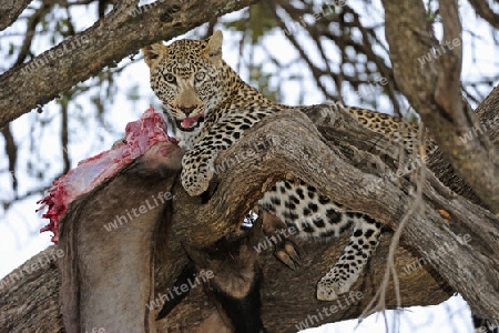 Leopard (Panthera pardus) frisst erbeutets Gnu, Streifengnu, Wei?bartgnu (Connochaetes taurinus), auf einem Baum. Masai Mara, Kenia