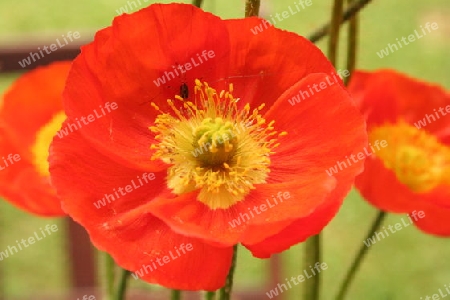 Mohn