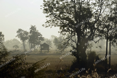 Die Landwirtschaft mit Reisfeldern im Winter bei Amnat Charoen im Isan im osten von Thailand,