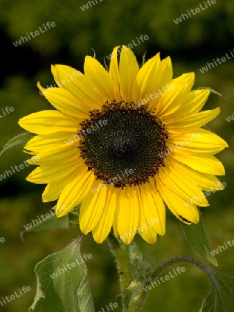 Sonnenblume