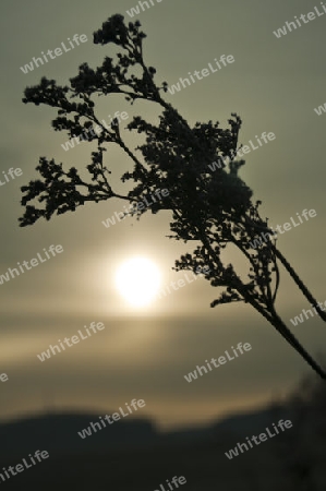 Sonnenaufgang im Winter