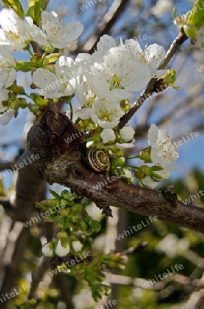 Schnecke auf bl?hendem Kirschbaum-Ast