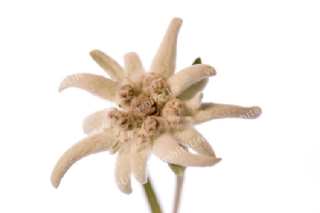 Edelweiss