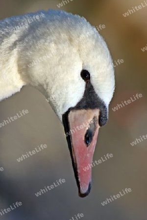 Schwan - Swan