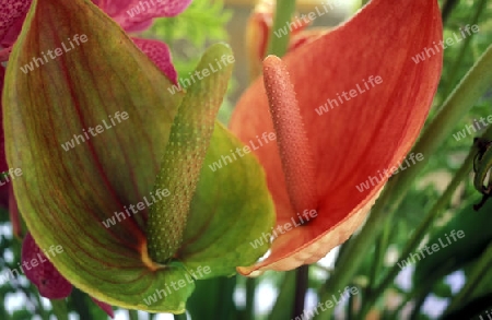 Blumen auf auf Insel Mahe auf den Seychellen Inseln mit dem Meer des Indische Ozean. 