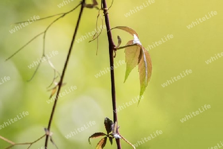 Zarte Triebe, Wilder Wein