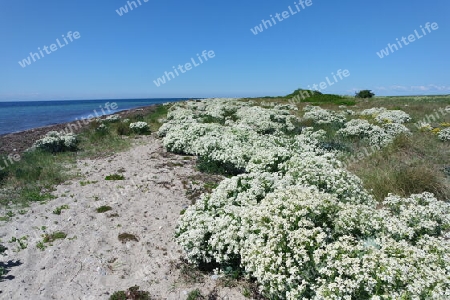 Blühender Strand auf Fehmarn