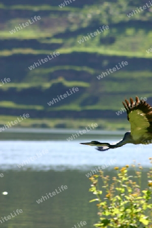 Black-headed heron, Ardea Melanocephala