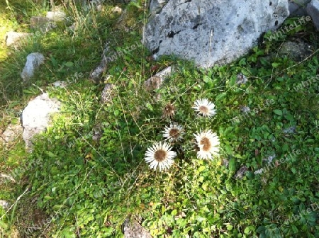 Natur -Schweiz 