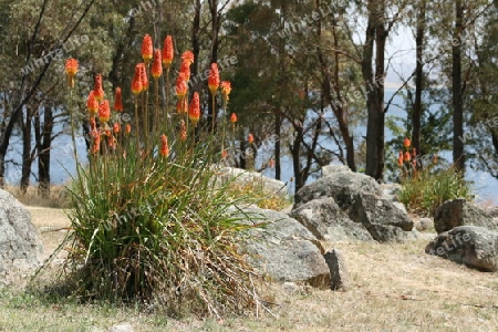 Fackellilie - Kniphofia uvaria