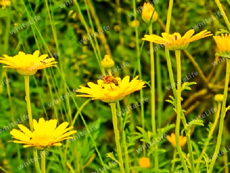 Blumenwiese