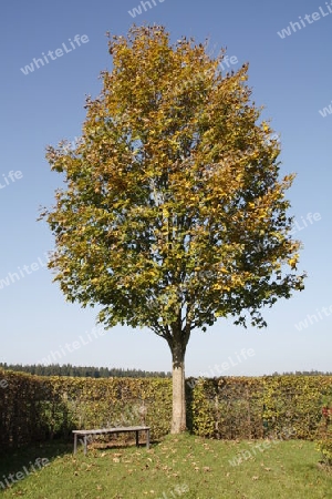 Herbstbaum mit Ruhebank