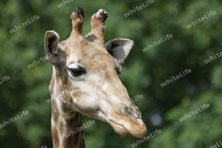 Giraffe - Giraffa camelopardalis