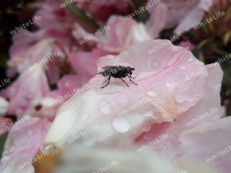 Schmeißfliege, schwarz