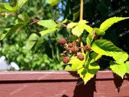 Unreife Brombeere im Garten