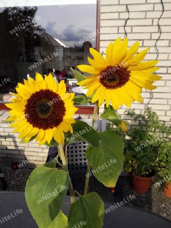 zwei Sonnenblumen