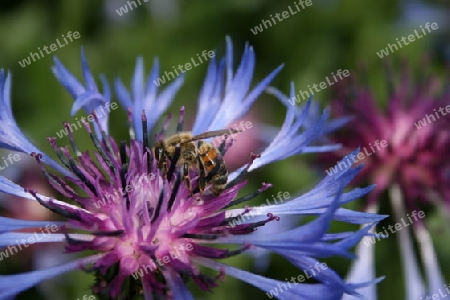 Biene auf Kornblume