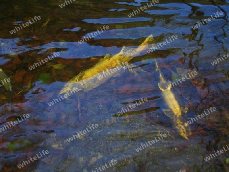 Dead Salmon in Goldstream River