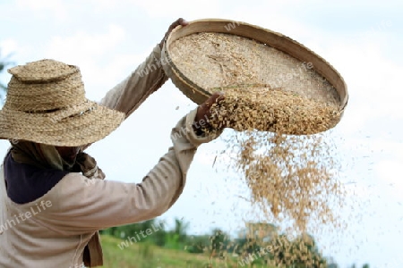 Asien, Suedost, Indonesien, Bali, Insel, Zentral Bali, bei Tegalalang, Reisfeld, Arbeit, Work, Wirtschaft, Landwirtschaft, Alltag,    (Urs Flueeler) 